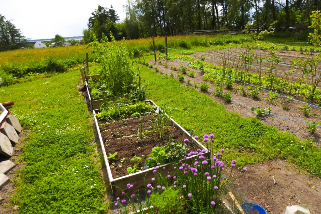 あなたの庭の家庭菜園の「土」を改良せよ！